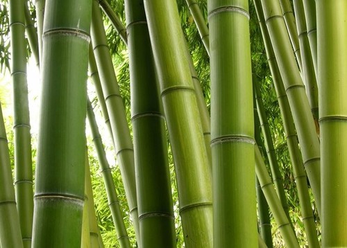 Canne bamboo italiane - 25,