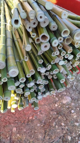 Canne bamboo italiane - 25,