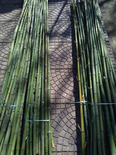Canne bambù bamboo - di,